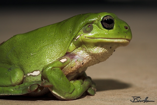 IMG_7741-01 - Green Tree Frog (Litoria caerulea).jpg - Treefrog